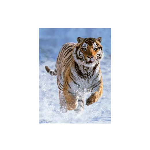 Ravensburger | Tiger In The Snow Jigsaw Puzzle 500 Pieces'