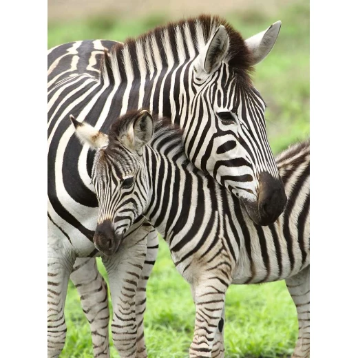 Ravensburger | puzzle | Zebra | 300pcs XXL