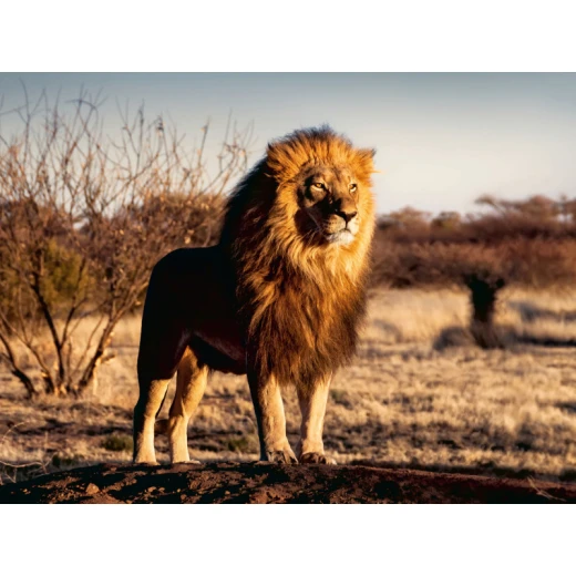 Ravensburger | Puzzle 1500 Pc Lion